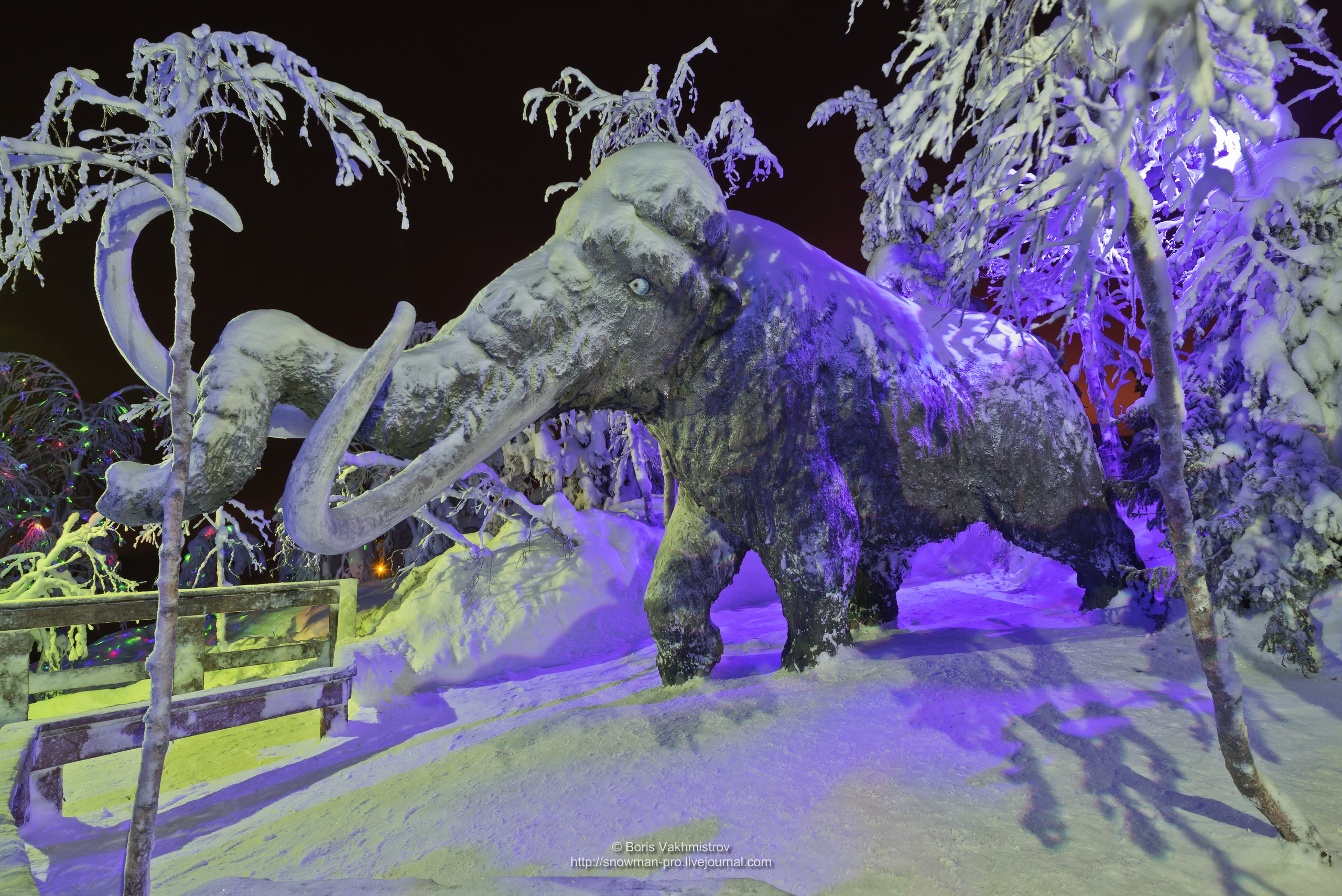 Север держит: как кировчане приручили полярную ночь и создали таинственный  лес | Кировск Хибины Туристский информационный сайт